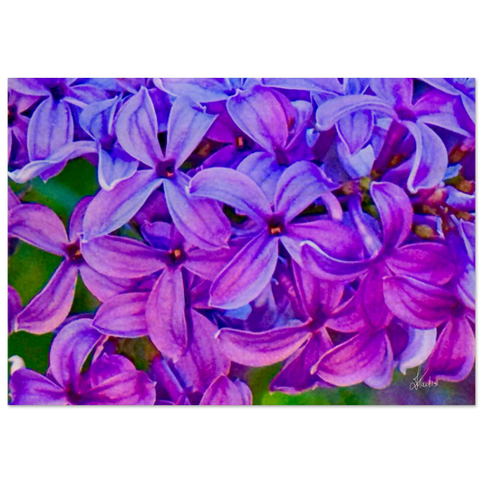7990861d-5248-47ac-889a-c192a9d99977
